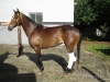 clinicadorancho008