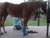 clinicadorancho013