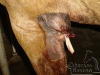 clinicadorancho038