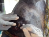 clinicadorancho069