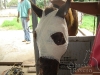clinicadorancho085