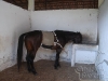 clinicadorancho107