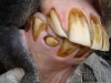clinicadorancho153